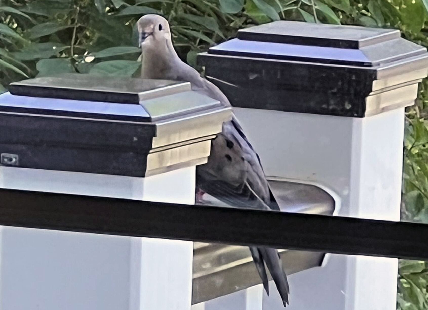 Gardening Attracting Birds